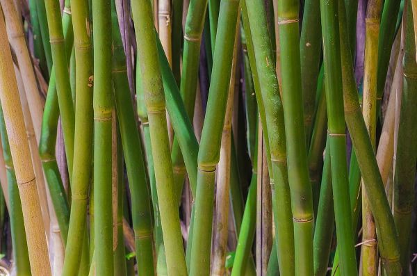 Florida-Bamboo Grove Trunks